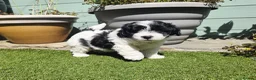 Lhasapoo dogs for sale: Stunning Lhasapoo Puppies. READY NOW! - Advert 1