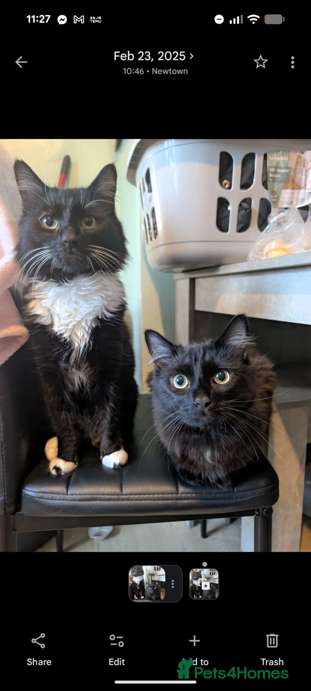 Norwegian Forest Cat cats for sale: Norwegian forest cross  - Advert 1