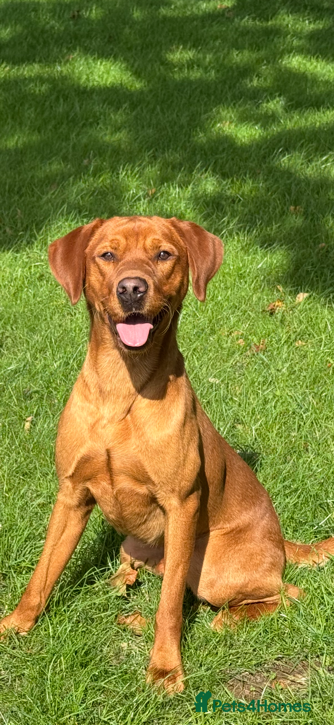 Labrador Retriever dogs for stud: Stunning Red Dog Available At Stud - Image 1