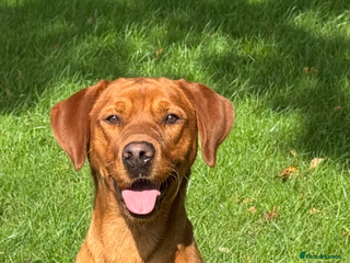 Labrador Retriever dogs Stunning Red Dog Available At Stud - Advert 7
