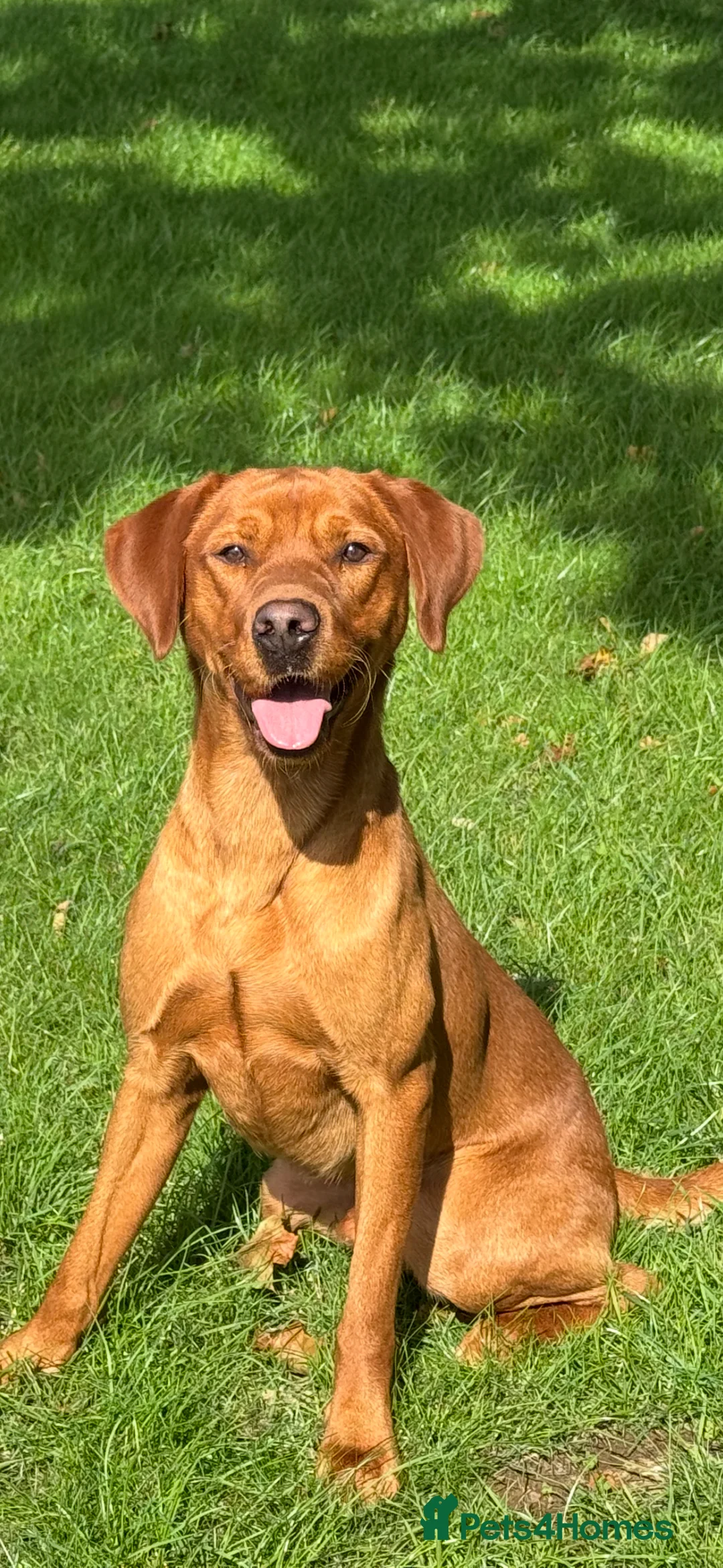 Labrador Retriever dogs for stud: Stunning Red Dog Available At Stud - Advert 1