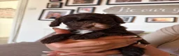 Cockapoo dogs for sale: Toy cockapoo in Nottingham - Advert 17