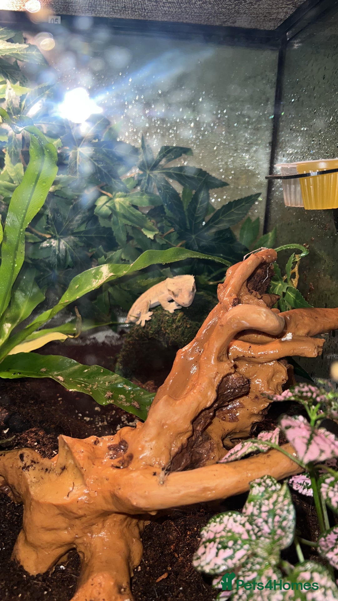 Gecko reptiles for sale: Crested gecko - Advert 4
