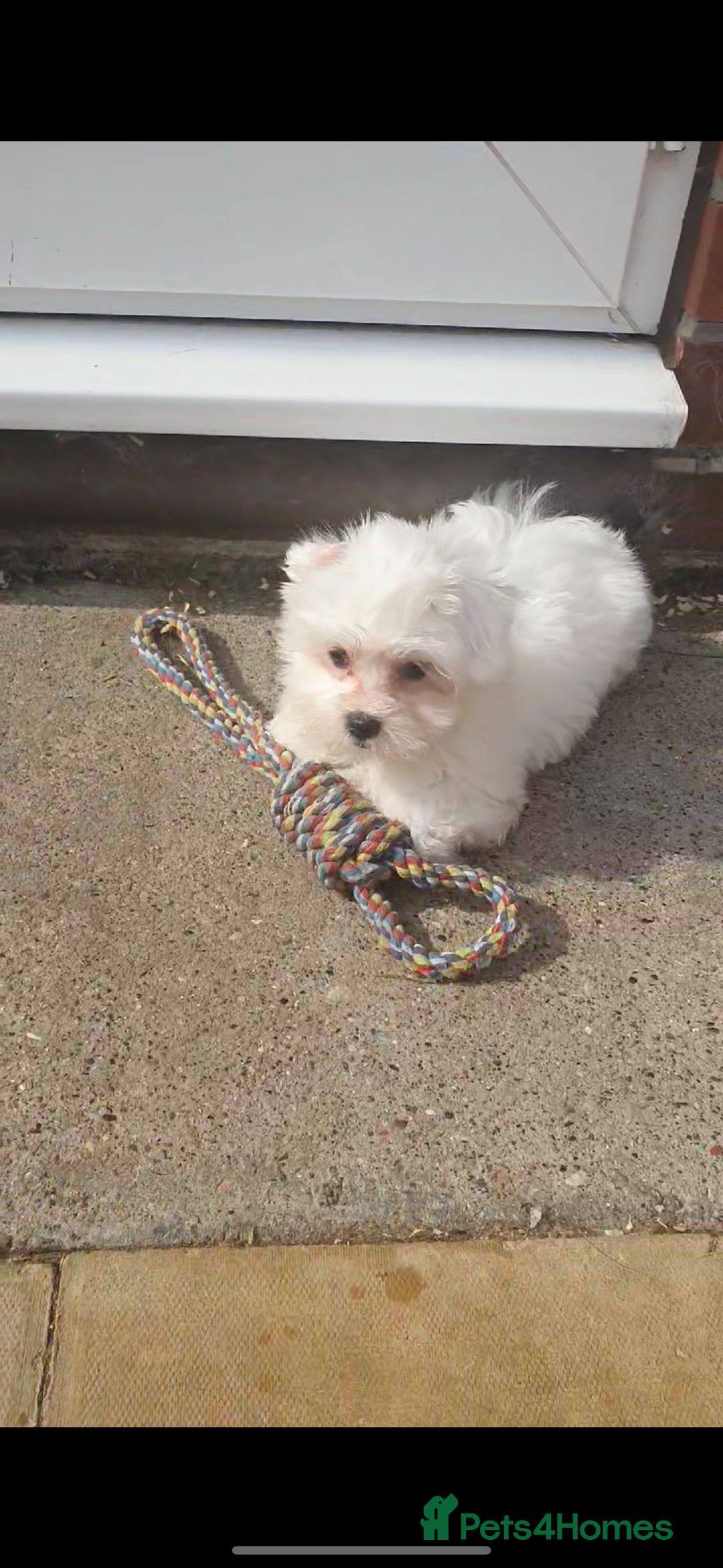 Maltese dogs for sale: Stunning Pure Maltese Puppies - Image 4
