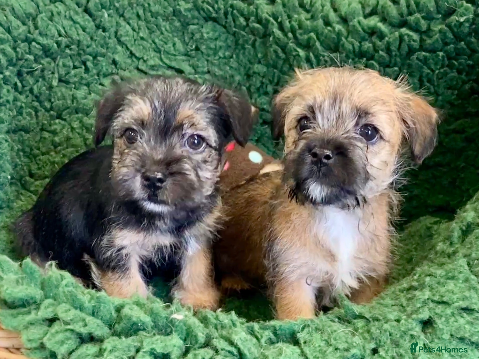 Mixed Breed dogs Border x Norfolk Terrier pups - Advert 5