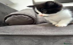 Domestic Shorthair cats for sale: Beautiful Domestic Cats-Mum,Dad&3 Adorable Kittens - Image 28