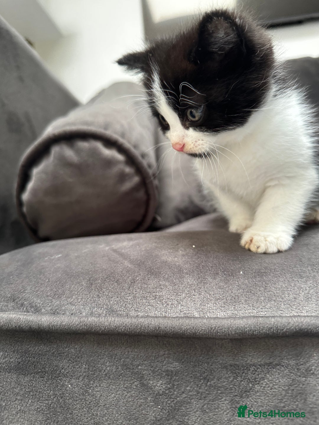 Domestic Shorthair cats for sale: Beautiful Domestic Cats-Mum,Dad&3 Adorable Kittens - Image 28