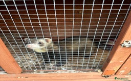 Ferret rodents for sale: 2 female and 1 male ferret - Image 4