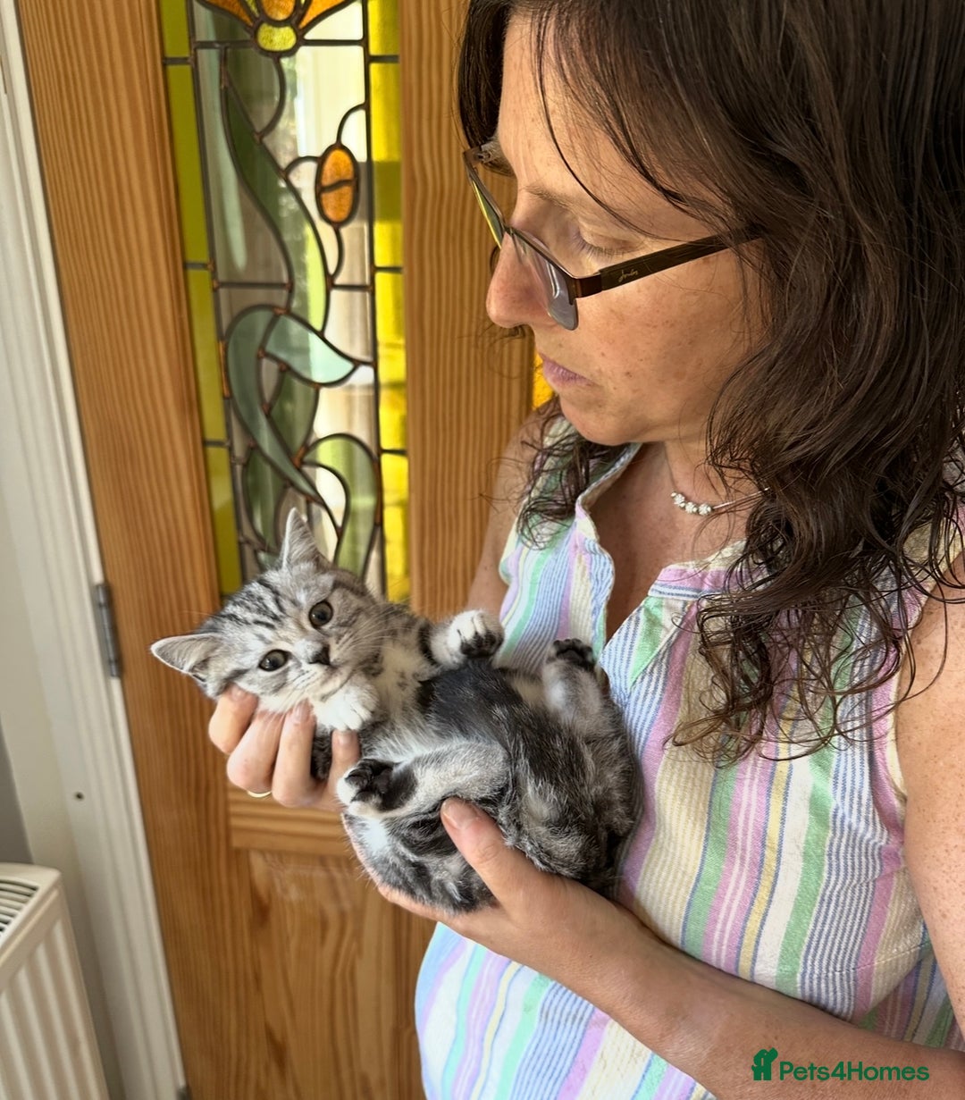 British Shorthair cats for sale: Silver Tabby BSH GCCF registered Kittens - Image 4