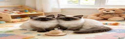 Ragdoll cats for sale: 🐱 Beautiful Ragdoll Kittens - Advert 1