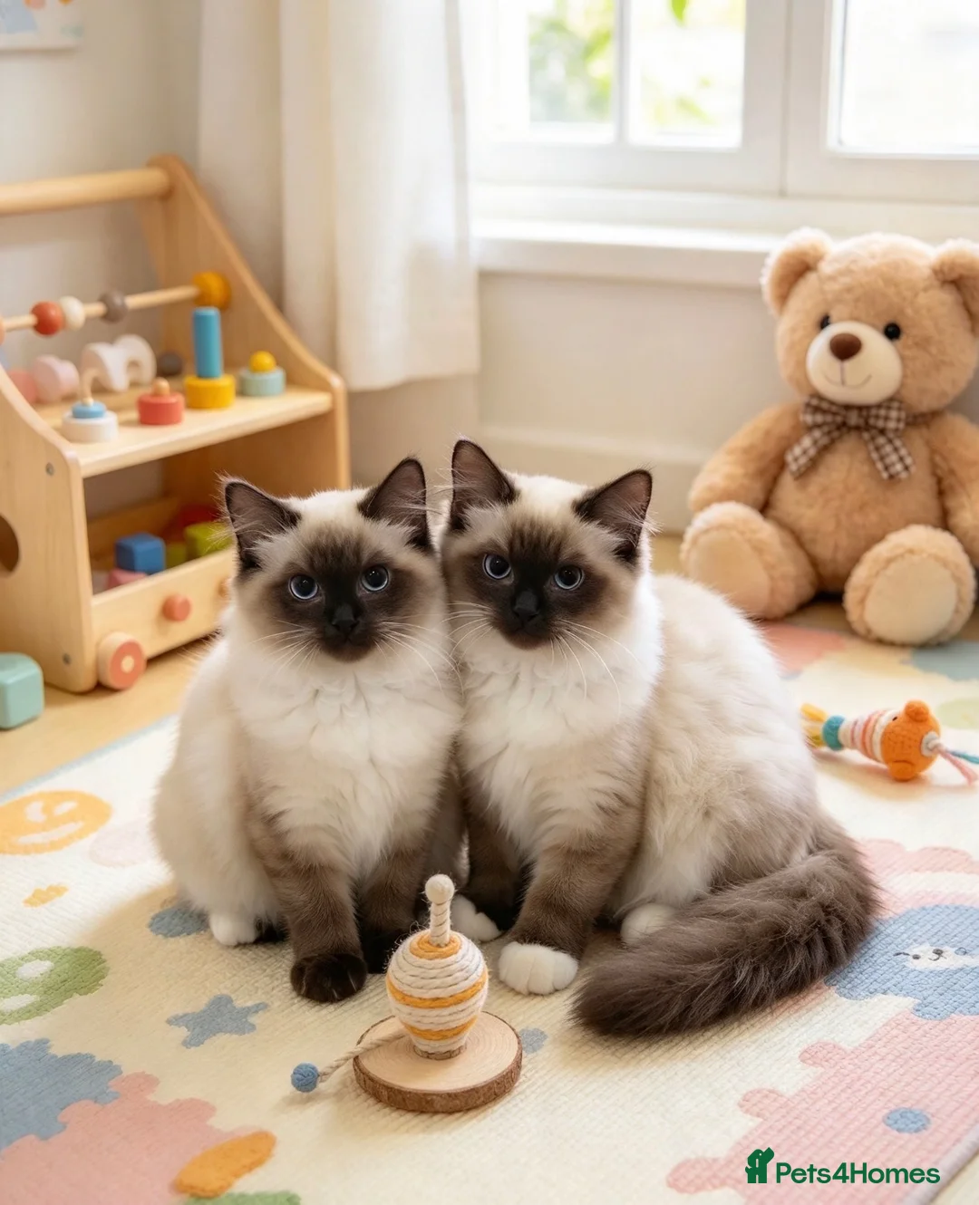 Ragdoll cats for sale: 🐱 Beautiful Ragdoll Kittens - Advert 1