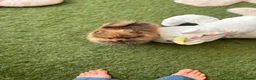 Pomeranian dogs for sale: STUNNING POMERANIAN PUPPYS  in Blackpool - Advert 8