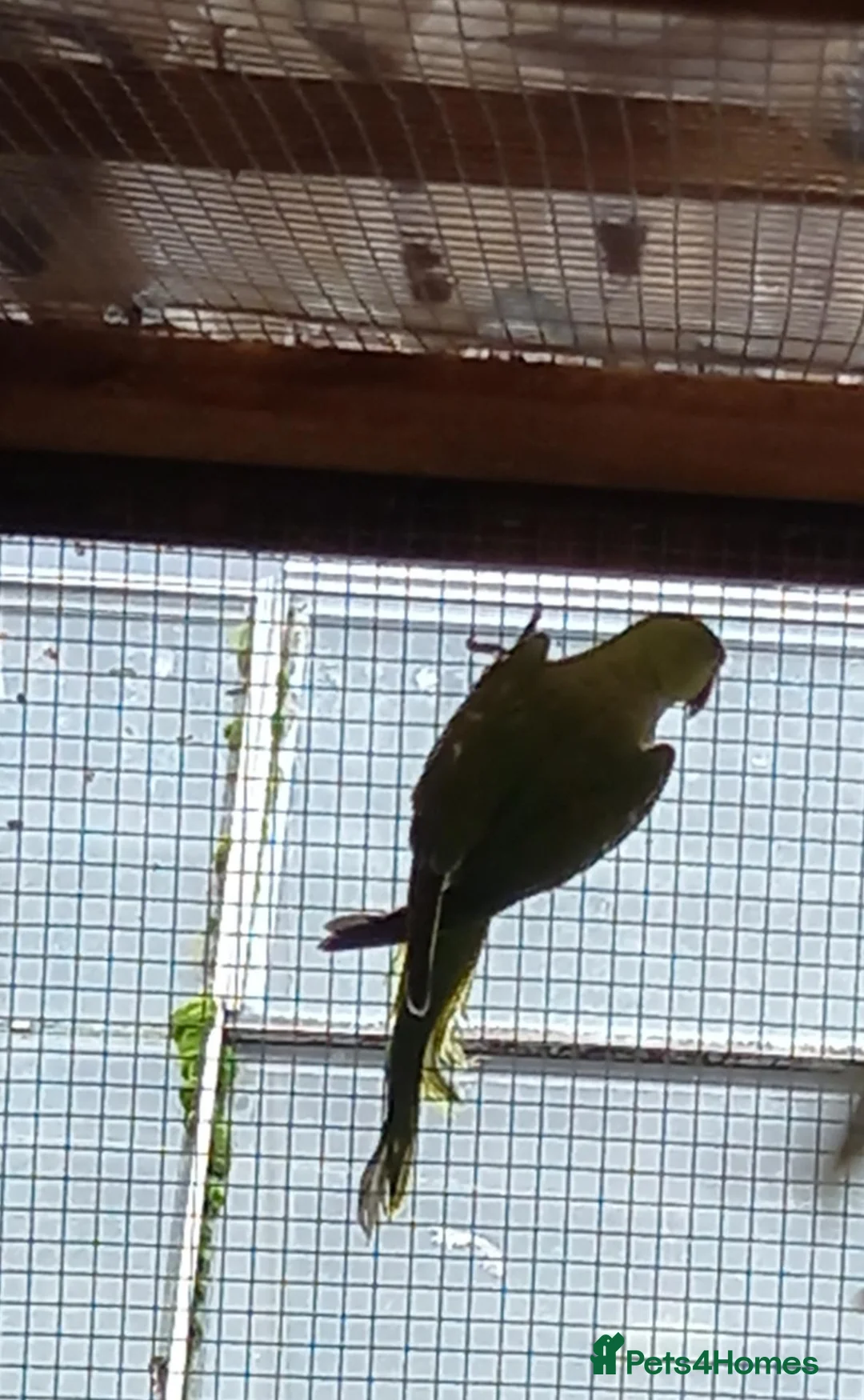 Ringnecks birds for sale: Green Indian ringneck parakeets £150 each in Sandbach - Advert 5