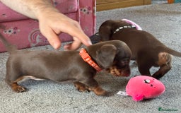 Miniature Dachshund dogs for sale: Smooth haired Miniature dachshund - Image 15