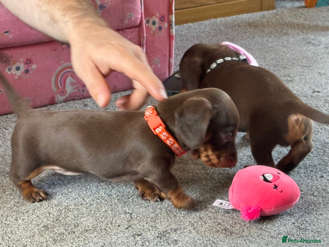 Miniature Dachshund dogs for sale: Smooth haired Miniature dachshund - Image 15