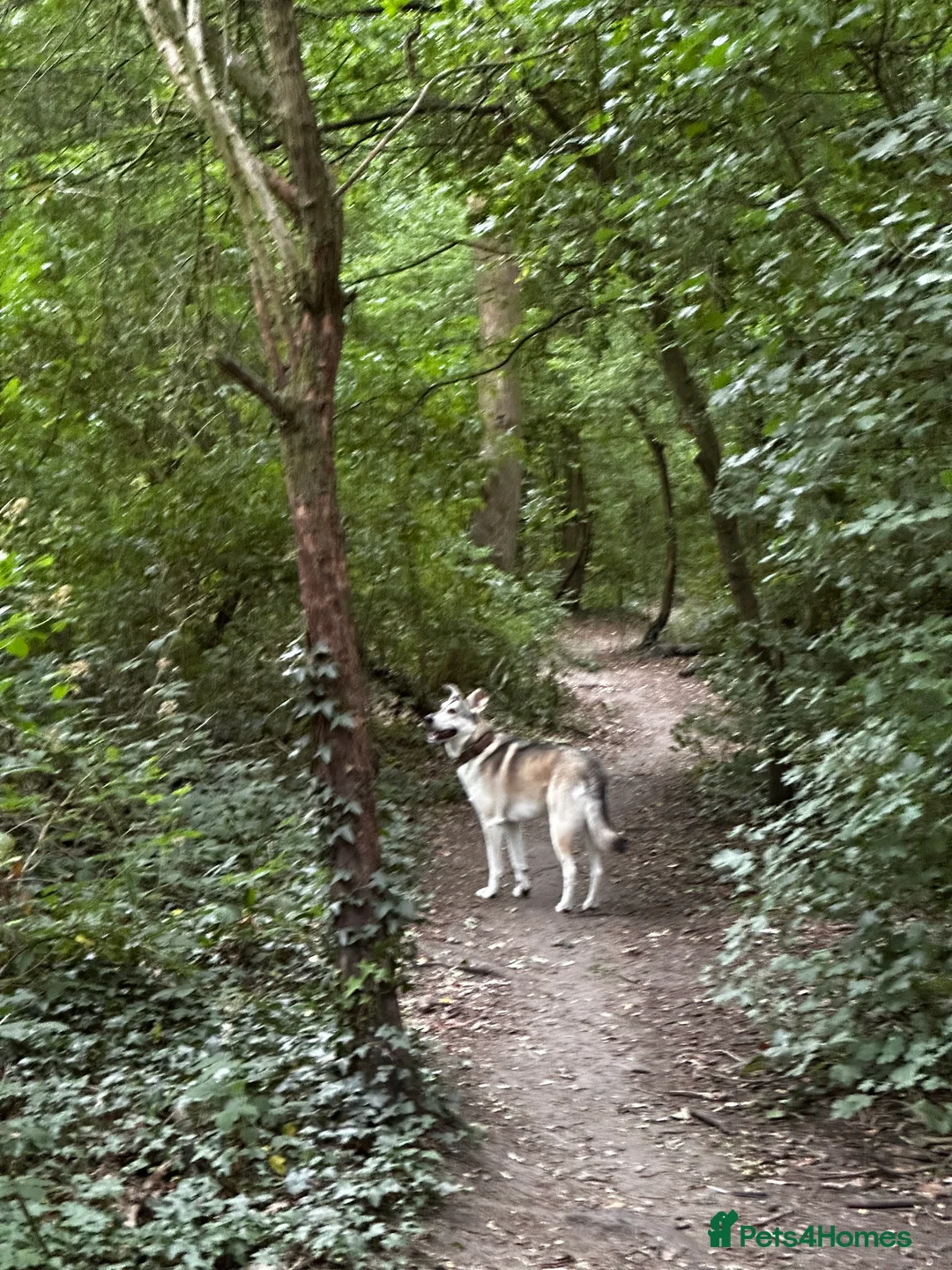 Mixed Breed dogs for sale: Farla, a beautiful, good-natured German Shepherd - Advert 6