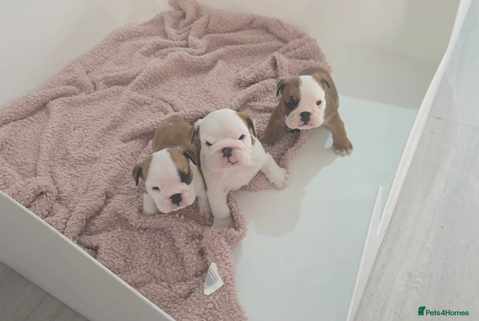 English Bulldog dogs 5 english bulldog pups kc reg  - Advert 5