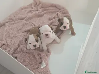 English Bulldog dogs 5 english bulldog pups kc reg - Advert 5