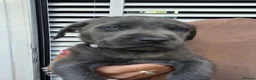 Cane Corso dogs for sale: Cane Corso puppies - Advert 23