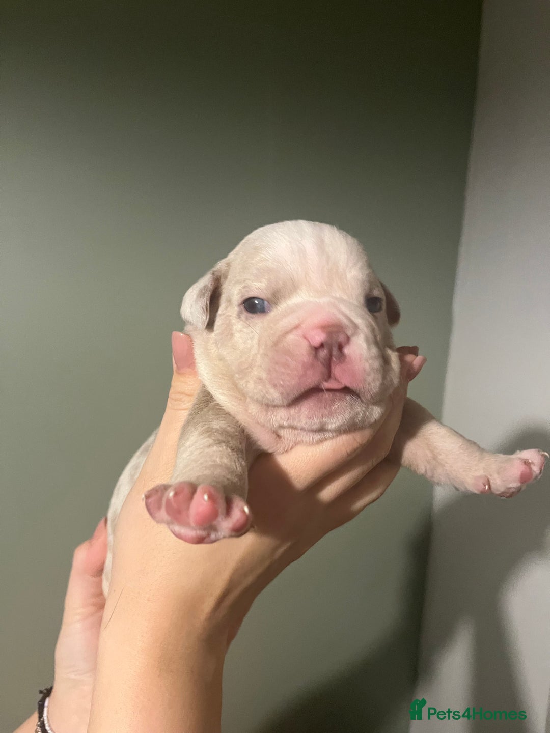 Olde English Bulldogge dogs for sale: Old English bulldog  - Advert 2