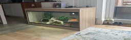 Bearded Dragon reptiles for sale: Bearded Dragon   - Advert 3