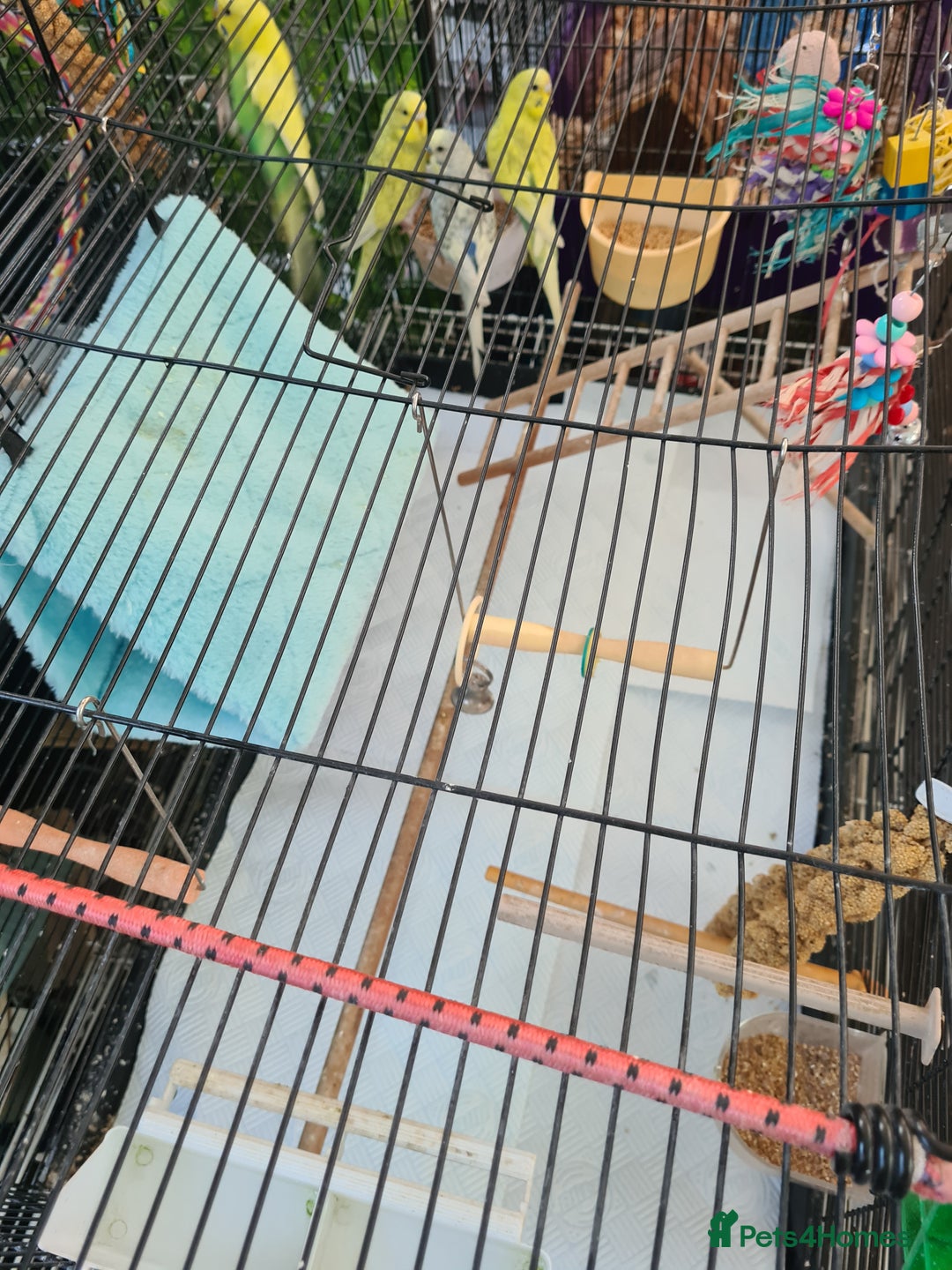 Budgerigars birds for sale: 4 X YOUNG BUDGIES COMPLETE WITH CAGE  - Advert 10