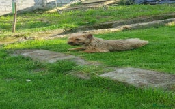 Border Terrier dogs for sale: 2 little sisters  - Image 4