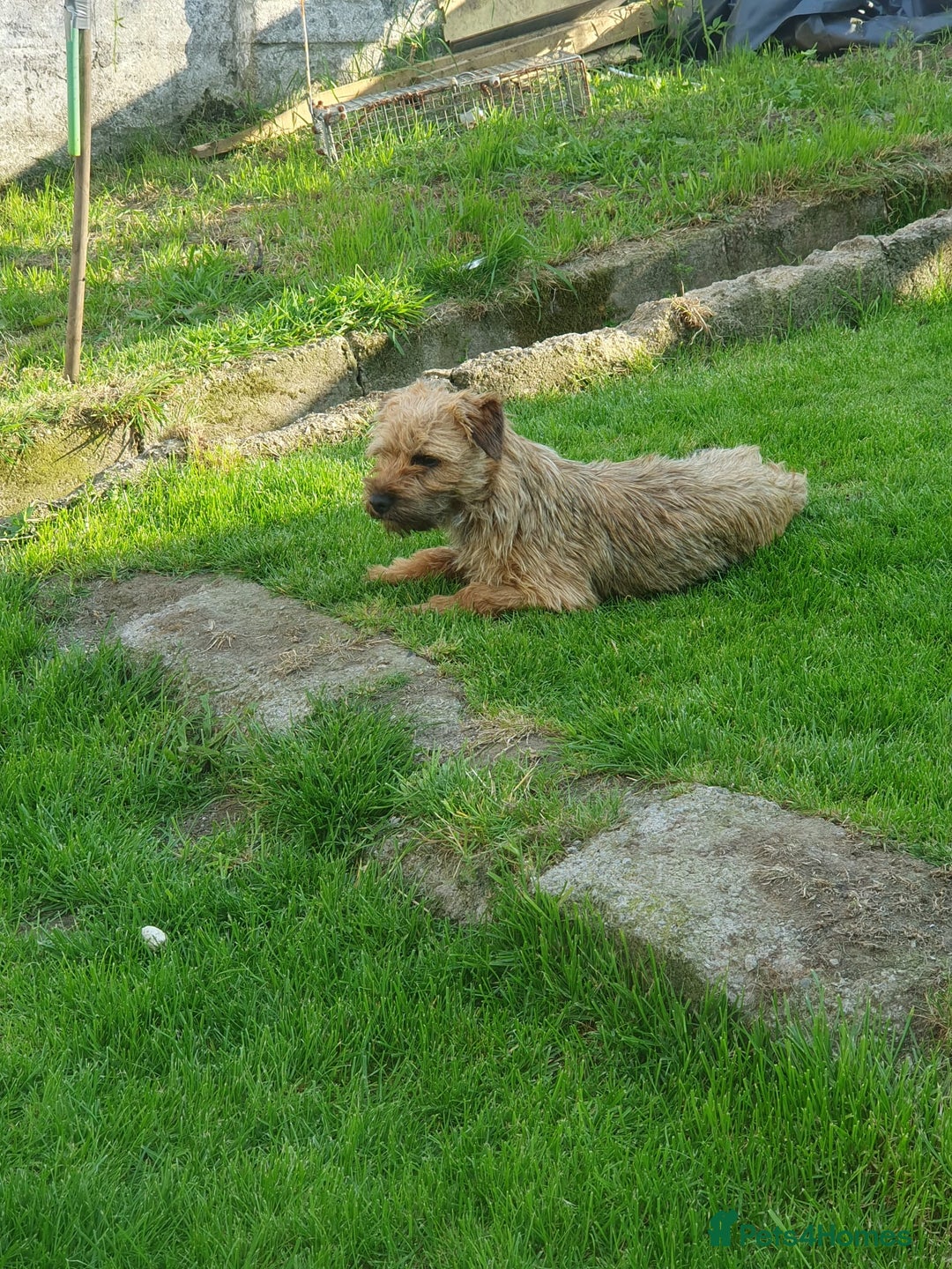 Border Terrier dogs for sale: 2 little sisters  - Image 4