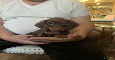 Miniature Dachshund dogs - Advert 16