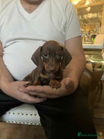 Miniature Dachshund dogs - Advert 6