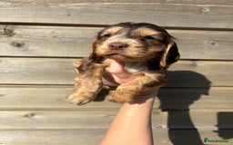 Cocker Spaniel dogs for sale: Show Cocker Spaniel puppies - Image 2