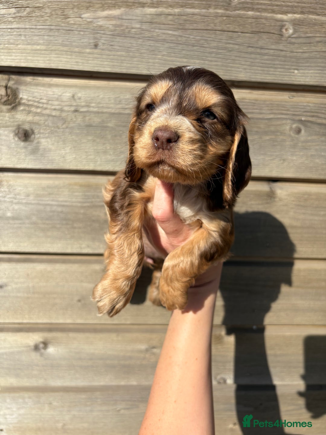 Cocker Spaniel dogs for sale: Show Cocker Spaniel puppies - Image 2