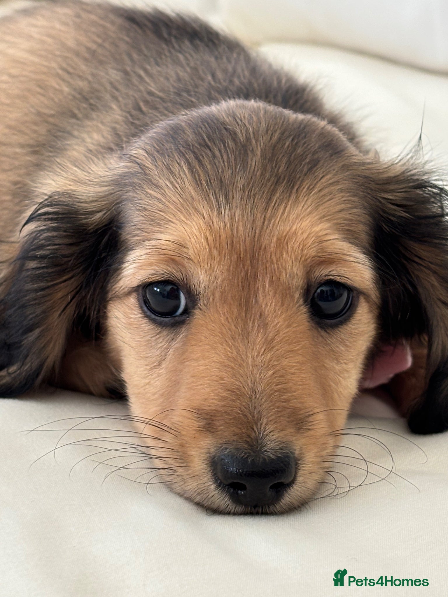 Miniature Dachshund dogs KC Miniature Long Haired Shaded Cream Dachshunds  - Advert 13