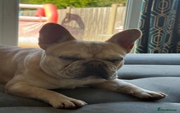 French Bulldog dogs for sale: Met our beautiful boy  - Image 4