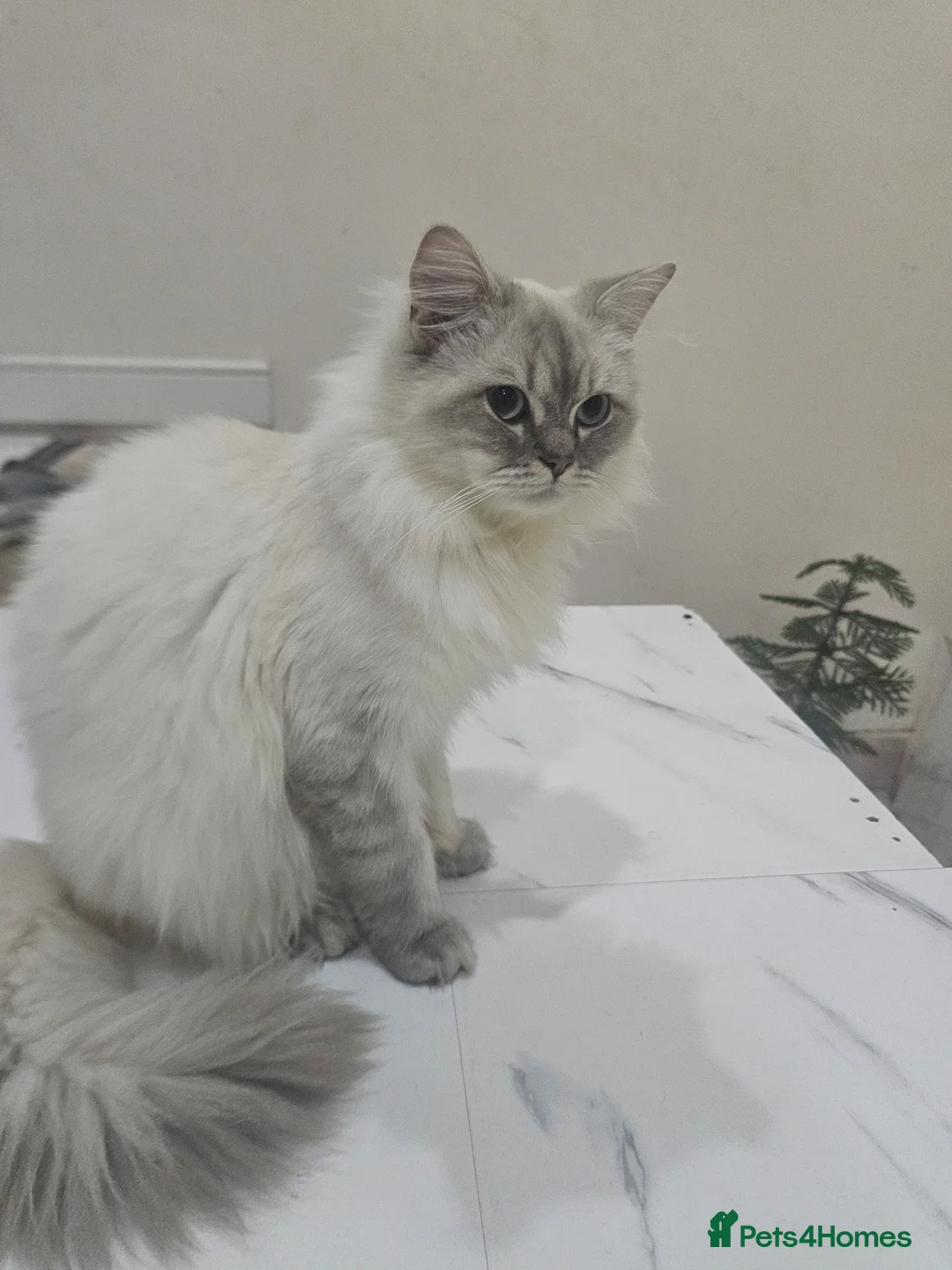 British Longhair cats for sale: British long hair  in Ilford - Advert 6