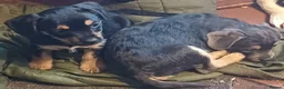 Mixed Breed dogs for sale: Adorable French Bulljack puppies  - Advert 7