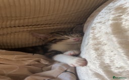 American Wirehair cats for sale: 2 kittens for sale boy & girl - Image 6