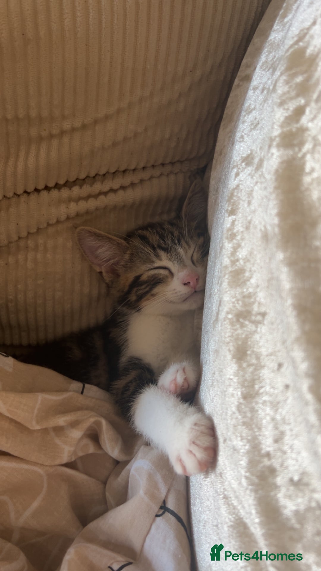 American Wirehair cats for sale: 2 kittens for sale boy & girl - Image 6