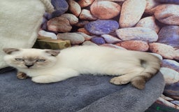 Scottish Fold cats for sale: Scottish fold kittens  - Image 33