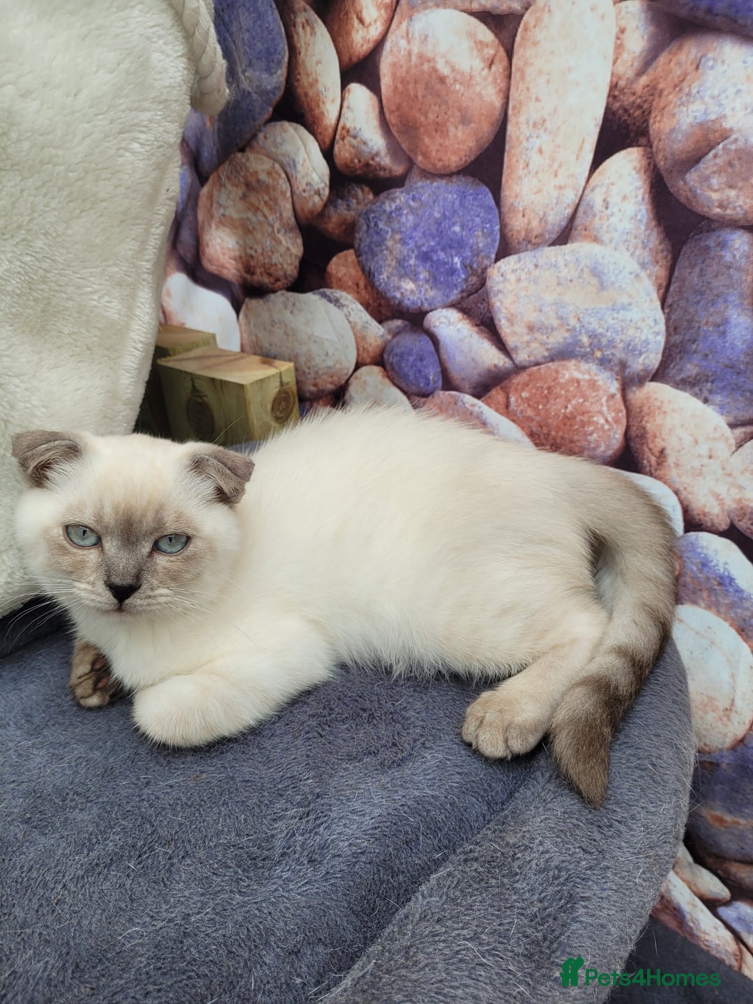 Scottish Fold cats for sale: Scottish fold kittens  - Image 33