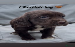 Cocker Spaniel dogs for sale: Cocker spaniel puppies for sale - Image 4