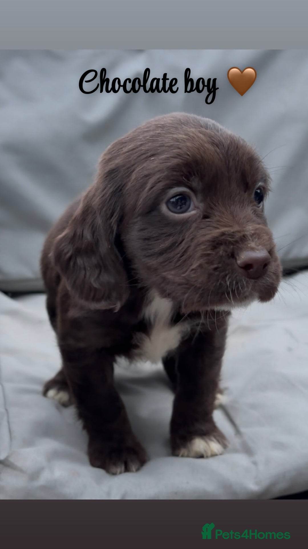 Cocker Spaniel dogs for sale: Cocker spaniel puppies for sale - Image 4