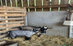 Goats livestock for sale: Pygmy nanny and wether kid - Image 3