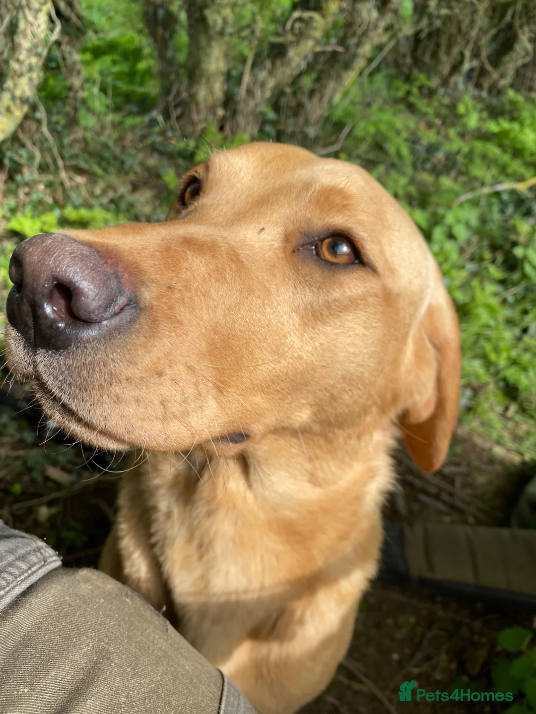Borador dogs for sale: Labrador cross collie  - Advert 5
