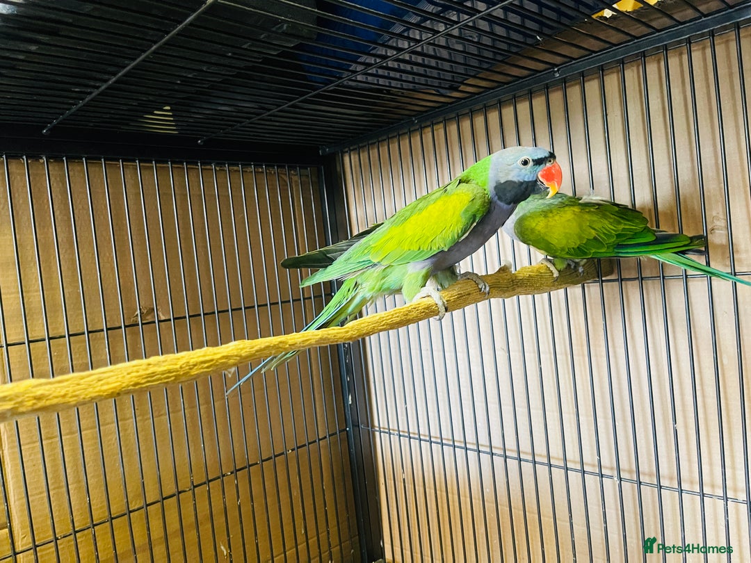 Parakeets birds for sale: Lord Derbyan Parrot for sale.👍QUICK SALE 👍 - Advert 11