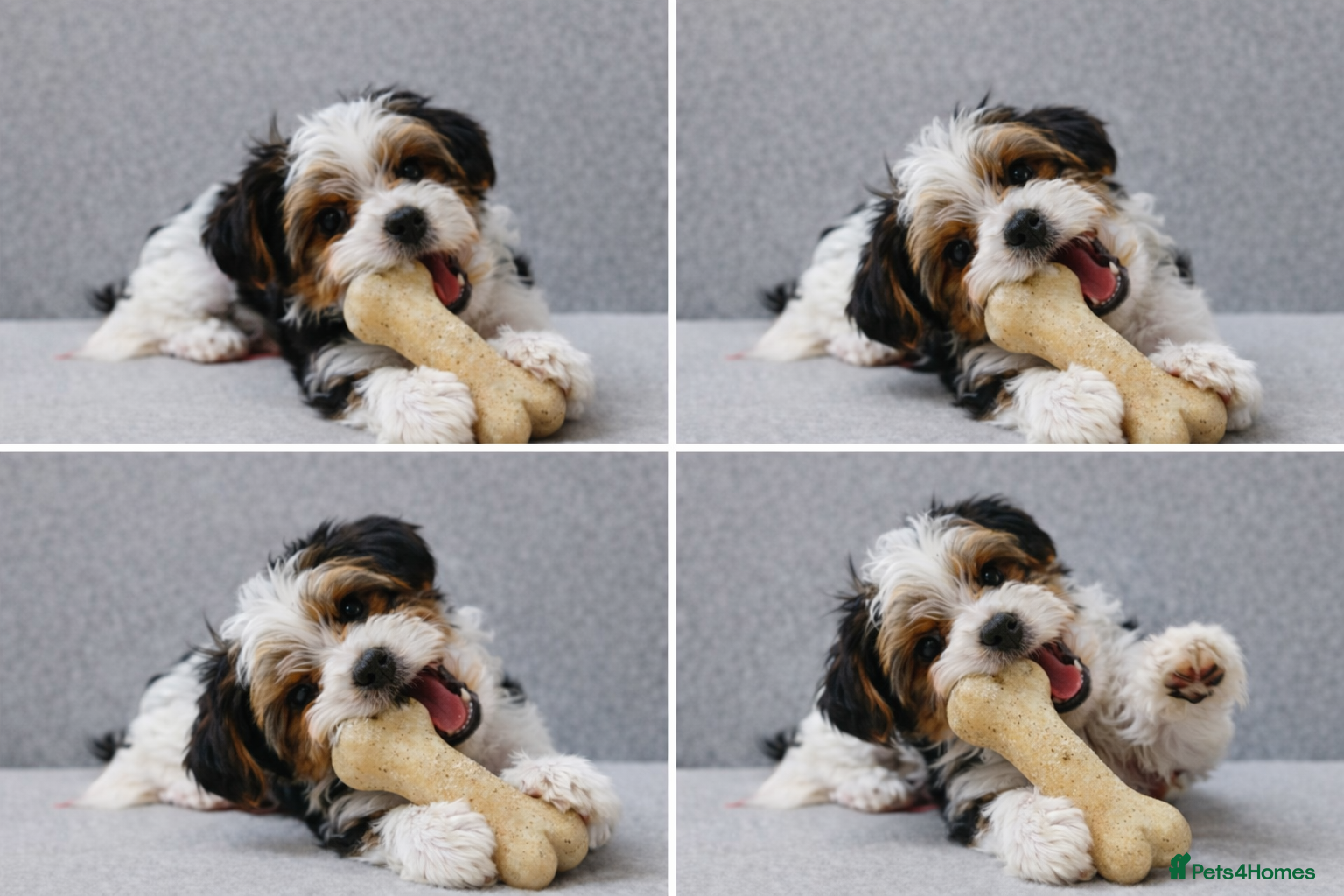 Biewer Terrier dogs Last Biewer boy puppie🥰 - Advert 8