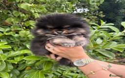 Pomeranian dogs for sale: BOYs AVAILABLE - Image 2