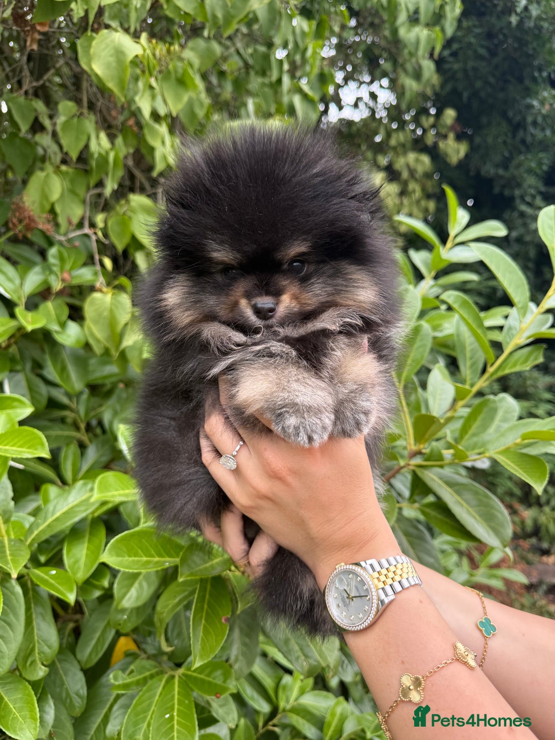 Pomeranian dogs for sale: BOYs AVAILABLE - Image 2