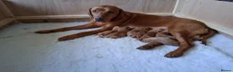 Labrador Retriever dogs for sale:  Working Golden Labrador puppies - Advert 2