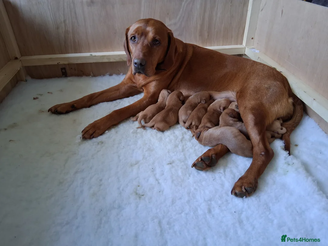 Labrador Retriever dogs for sale:  Working Golden Labrador puppies - Advert 2